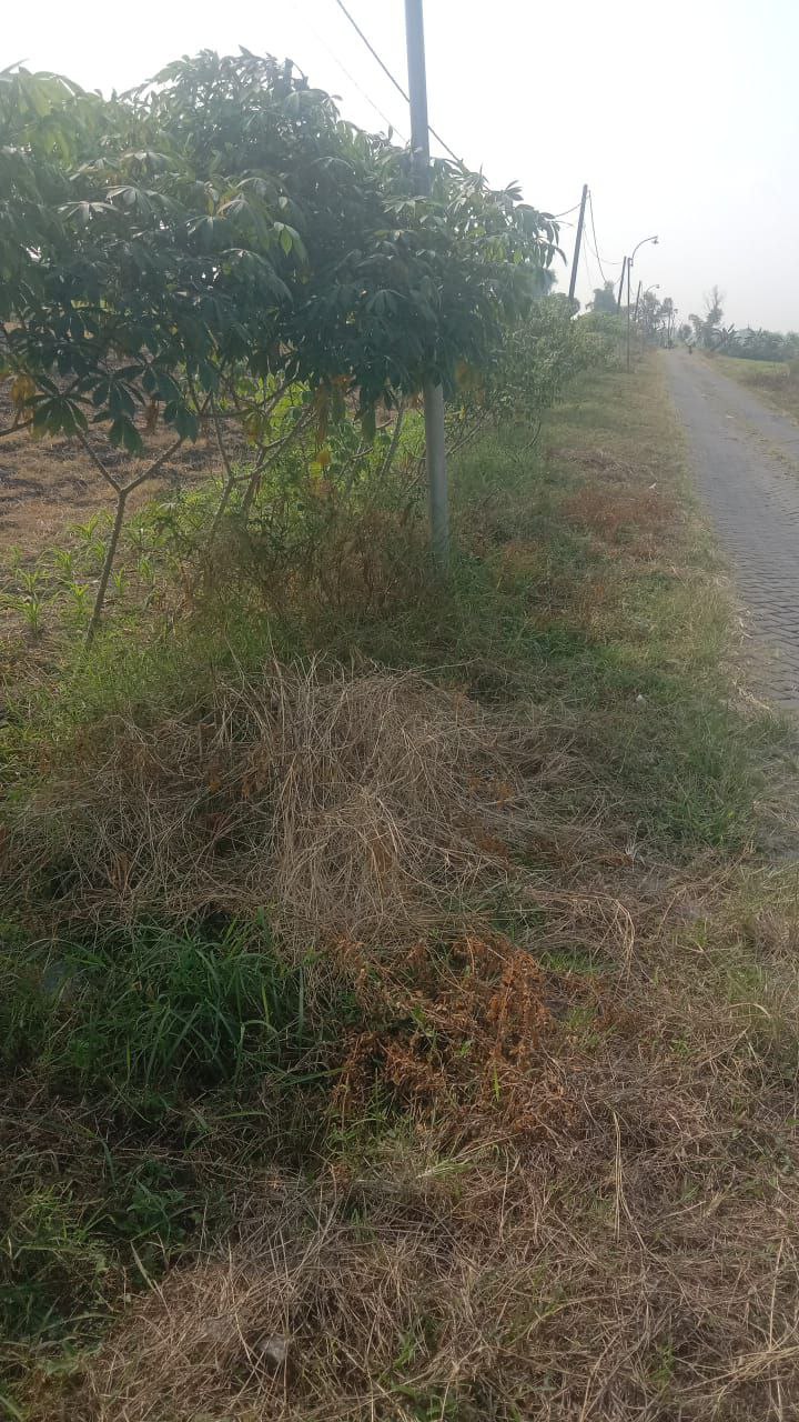 Dijual Cepat Tanah Komersial Lokasi Strategis di Kalanganyar Benjeng Gresik - Thumbnail 3