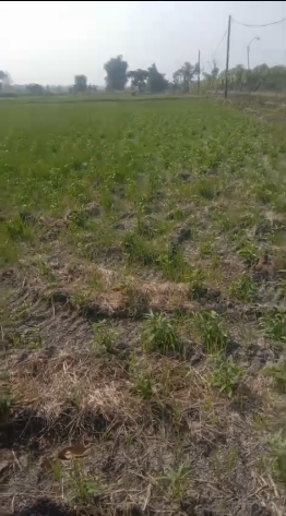 Dijual Cepat Tanah Komersial Lokasi Strategis di Kalanganyar Benjeng Gresik - Image 1