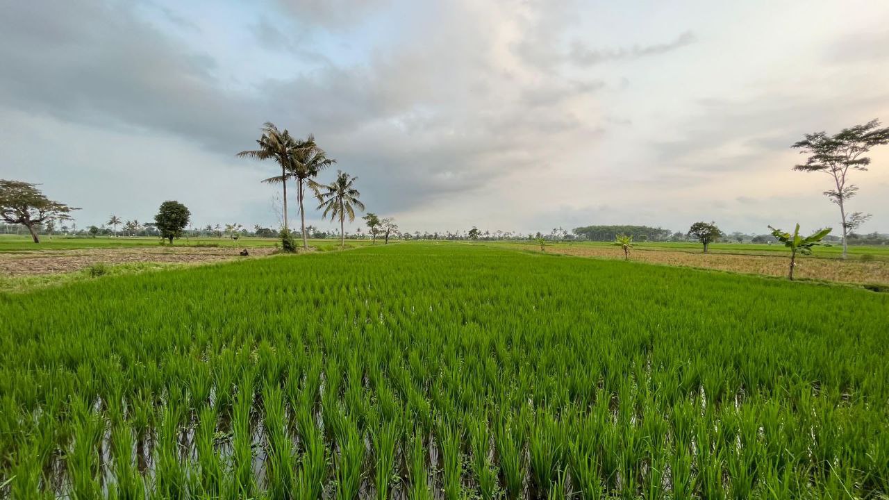 Dijual Tanah Sawah Produktif Dekat Jalan Raya di Krajan Klampokarum Tekung Lumajang - Image 1
