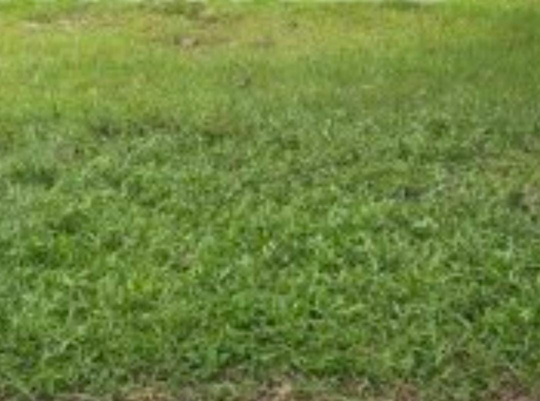 Disewakan/Dijual Kavling Commercial Citraland Raya International Village Surabaya - Image 1