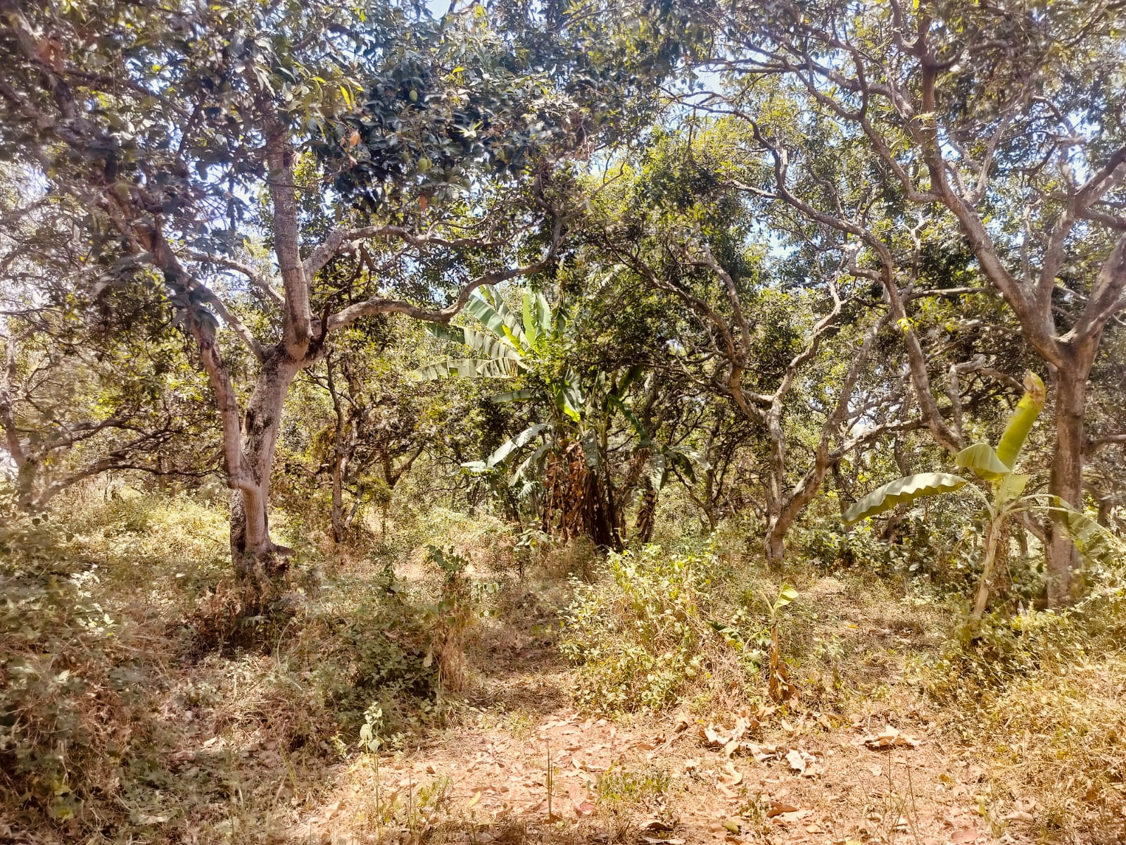 Jual Tanah Kebun Mangga di Ngembal Pasuruan - Thumbnail 2