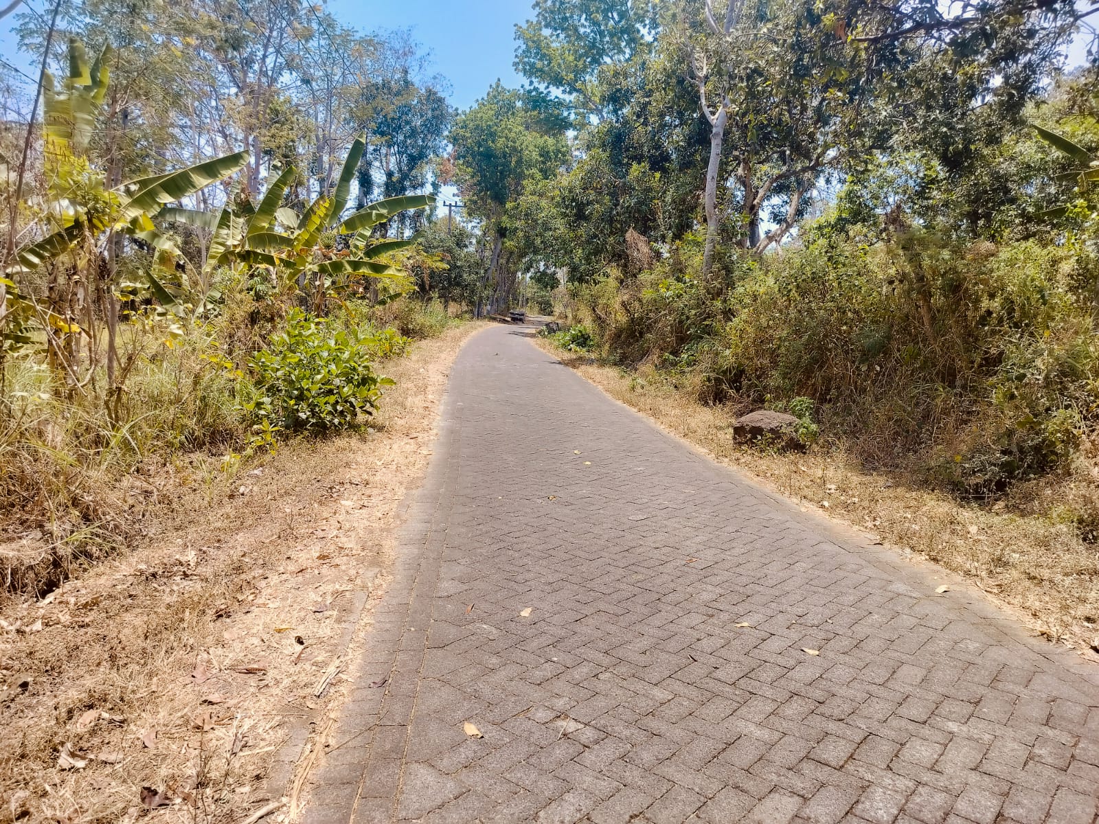 Jual Tanah Kebun Mangga di Ngembal Pasuruan - Thumbnail 3