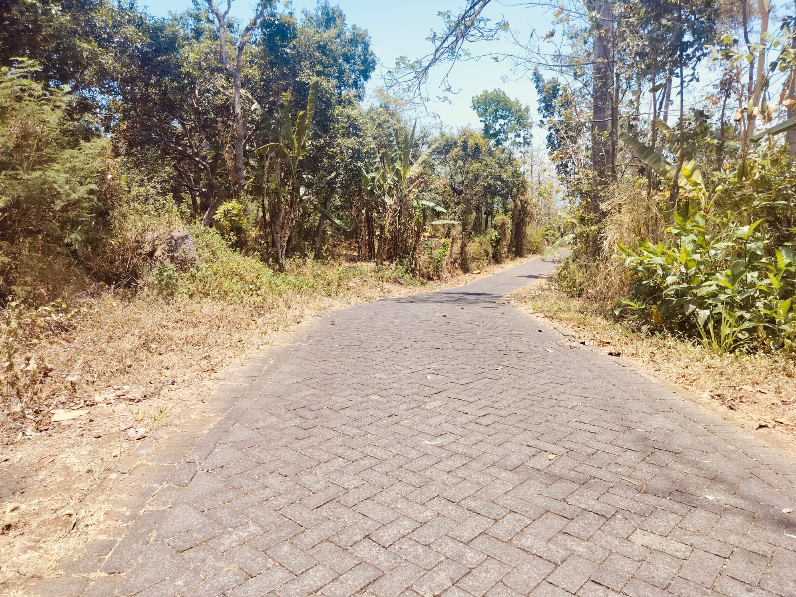 Jual Tanah Kebun Mangga di Ngembal Pasuruan - Thumbnail 4