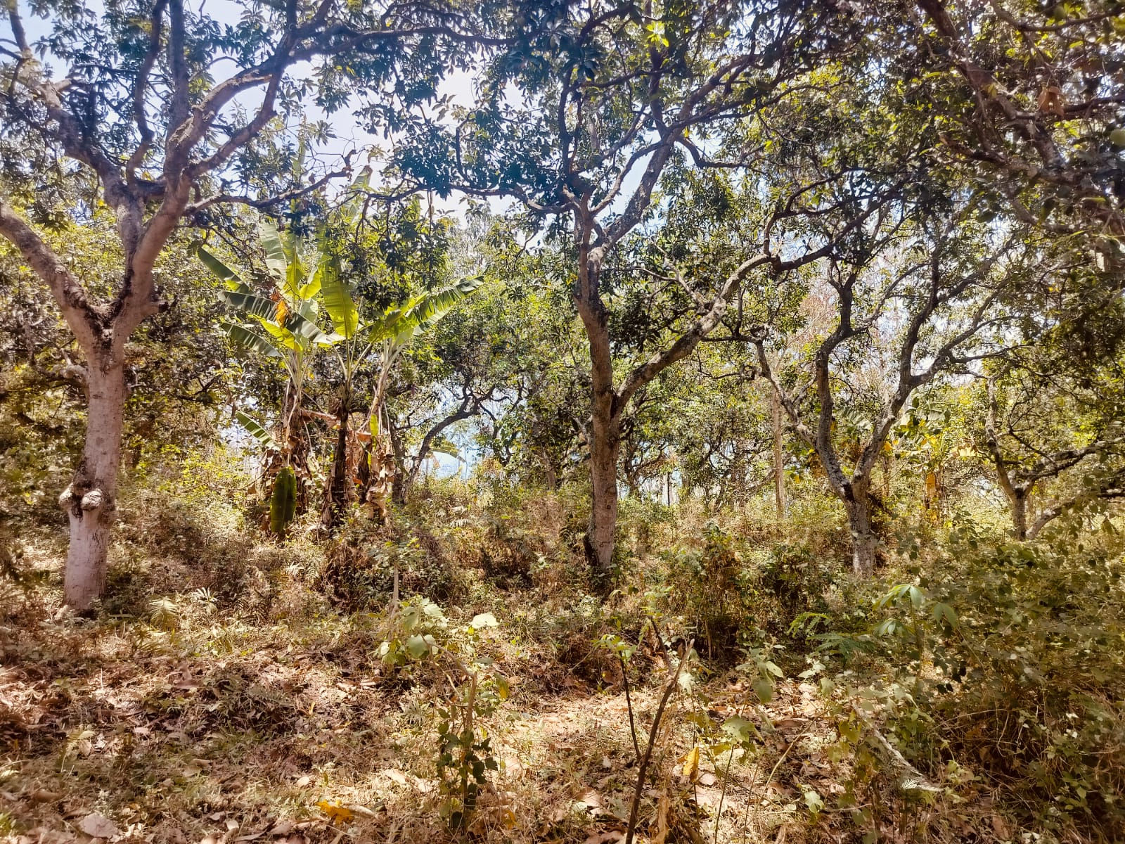 Jual Tanah Kebun Mangga di Ngembal Pasuruan - Image 1