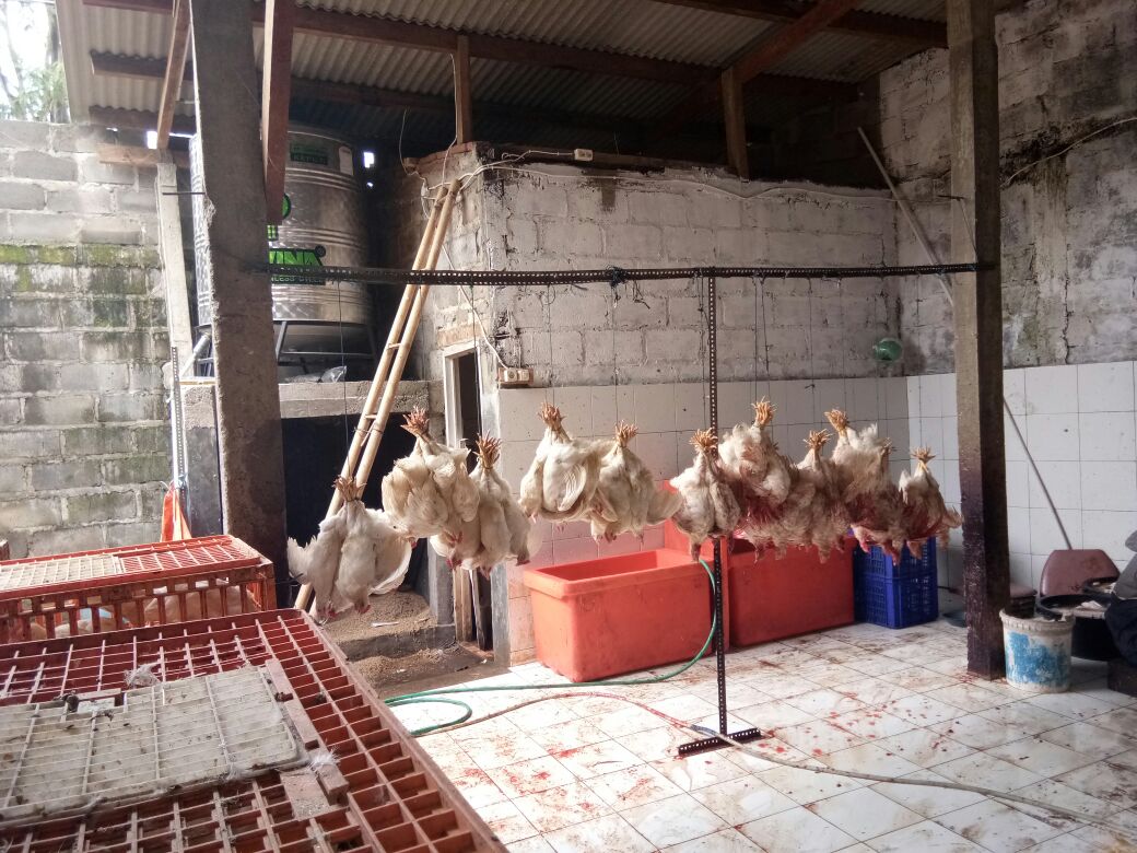 Jual Tanah Peternakan Ayam di Ngembal Krajan Pasuruan - Thumbnail 2