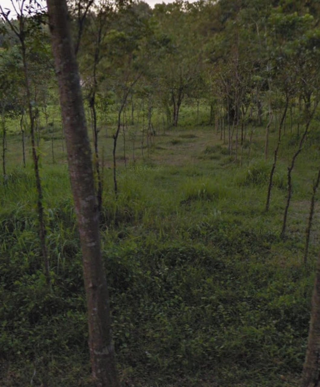 Jual Kavling Tanah 60 Hektar di Mojowarno Jombang Cocok Untuk Memorial Park - Image 1