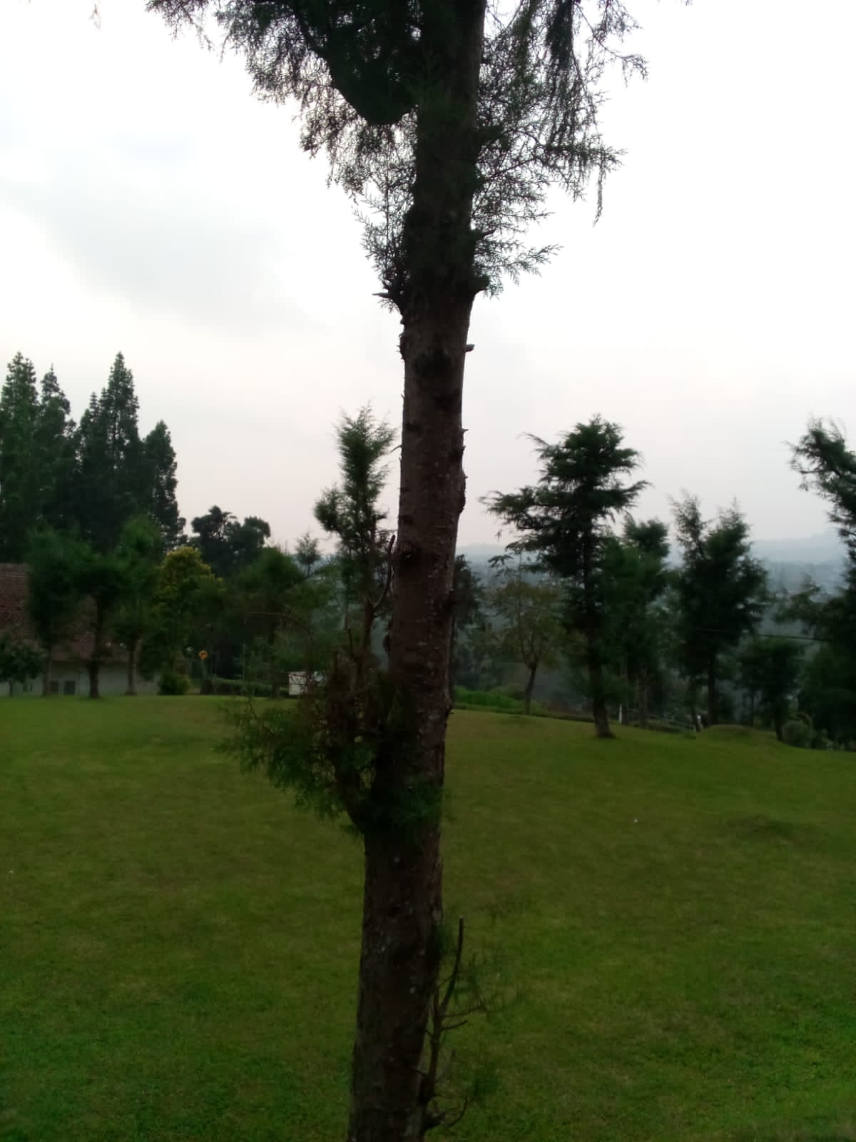 Jual Tanah Siap Bangun di Jl. Raya Puncak Ciloto Pacet Cianjur – View Sejuk dan Investasi Menjajikan - Image 1