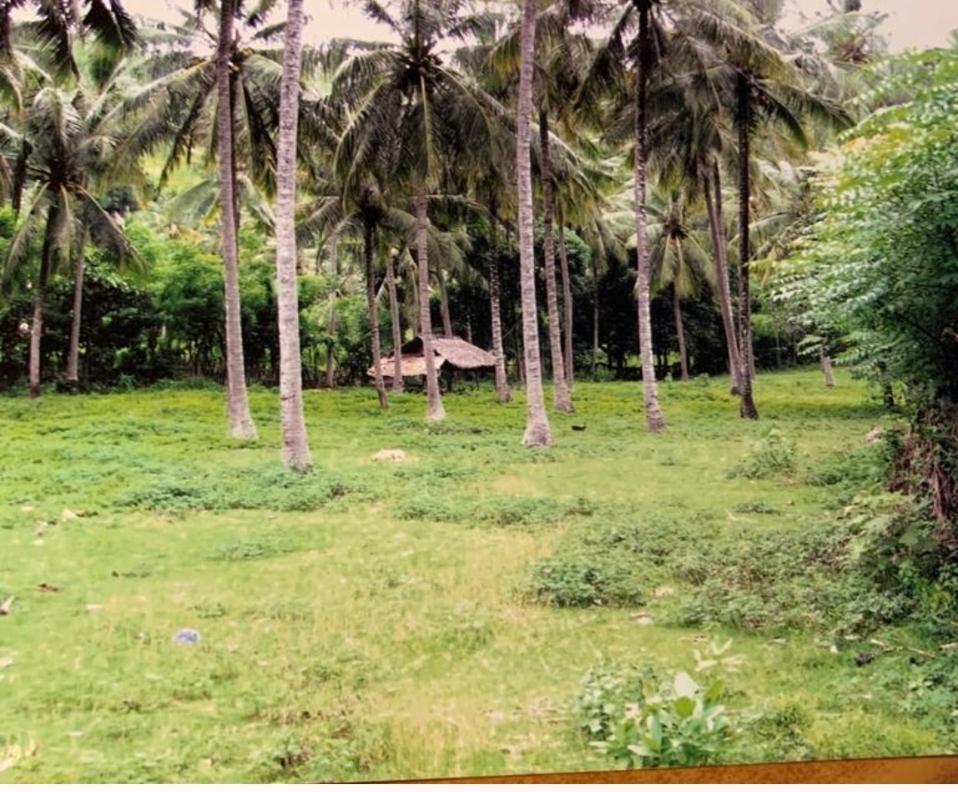 Dijual Tanah di Raya Senggigi Lombok - Image 1