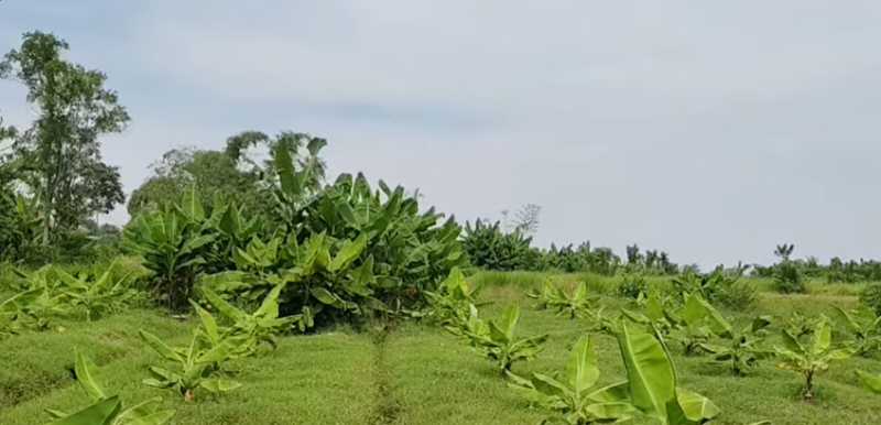 Dijual/Disewakan Tanah Perkebunan Luas di Desa Cikarang Kabupaten Karawang - Thumbnail 3