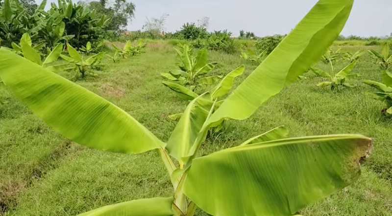 Dijual/Disewakan Tanah Perkebunan Luas di Desa Cikarang Kabupaten Karawang - Thumbnail 4