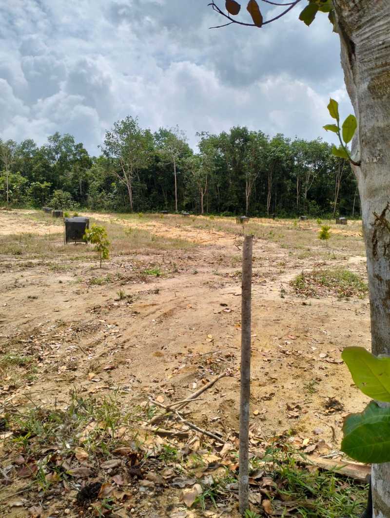 Dijual Tanah Luas Lokasi Potensial di Kawasan Buluh Tumbang Bangka Belitung - Image 1