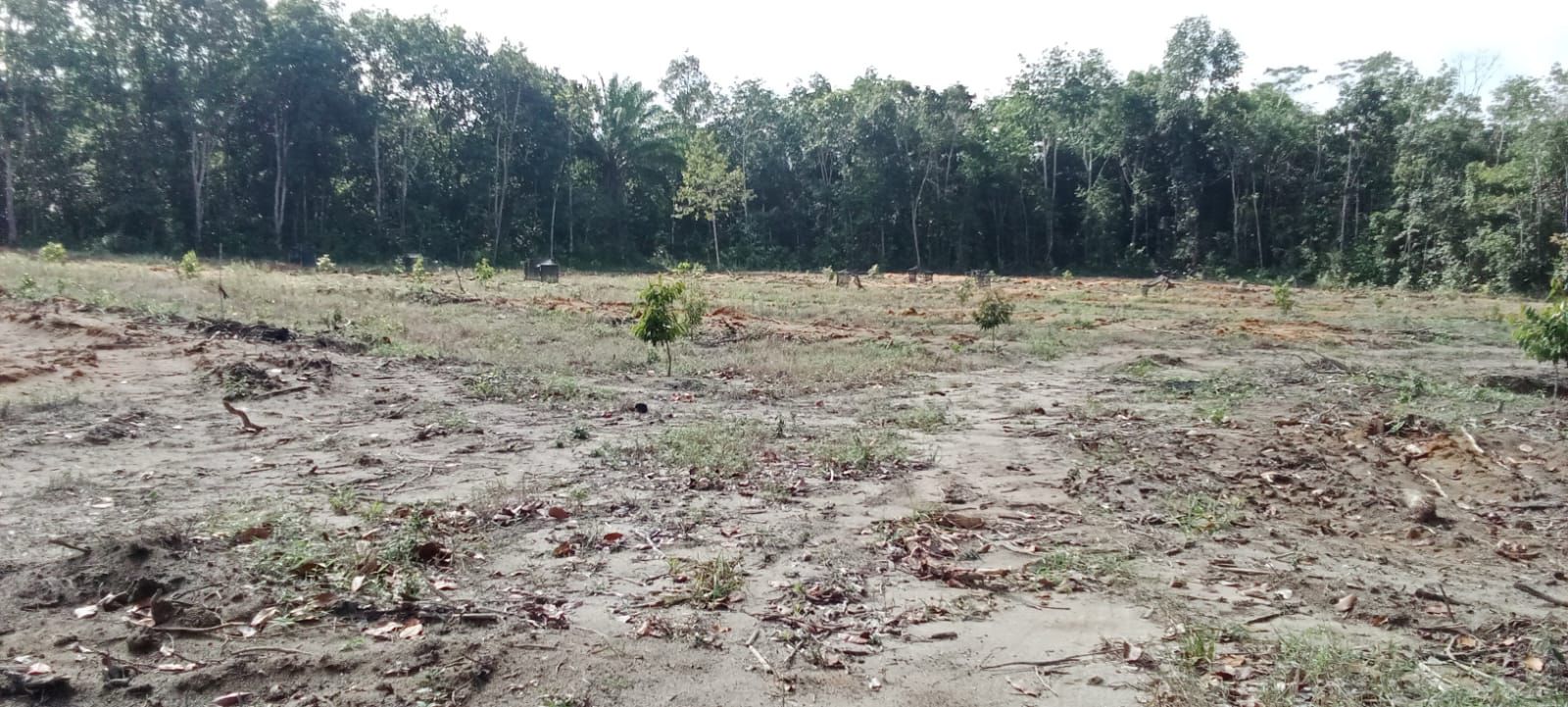 Dijual Tanah Luas Lokasi Potensial di Kawasan Buluh Tumbang Bangka Belitung - Thumbnail 3