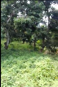 Dijual Tanah Luas di Desa Tlogo Sadang Paciran Lamongan - Thumbnail 6