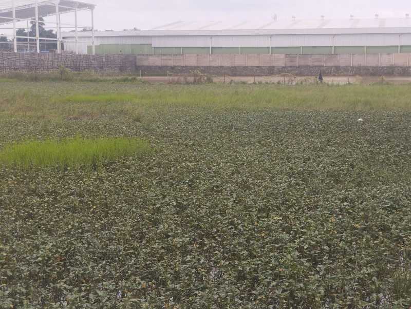 Dijual Lahan Luas Strategis di Kendal Sindang Panon Tangerang - Thumbnail 4