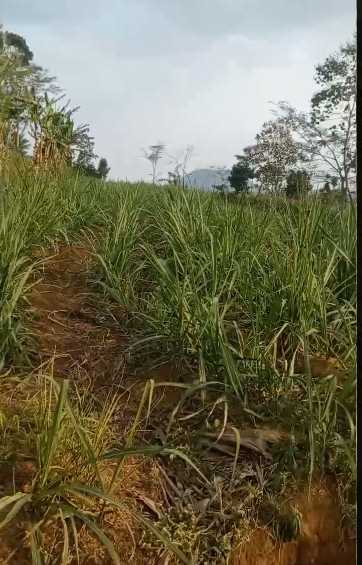 Dijual Lahan Tanah Luas di Dekat Ampelantuk Sukodadi Malang - Image 1