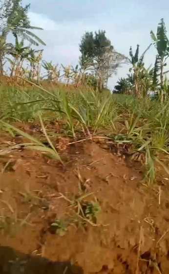 Dijual Lahan Tanah Luas di Dekat Ampelantuk Sukodadi Malang - Thumbnail 2