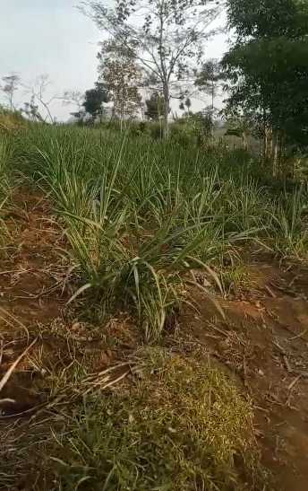 Dijual Lahan Tanah Luas di Dekat Ampelantuk Sukodadi Malang - Thumbnail 3