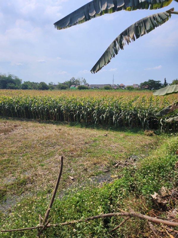 Dijual Tanah Luas Strategis di Bypass Banjar Agung Puri Mojokerto - Thumbnail 3